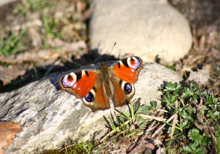 Aglais io